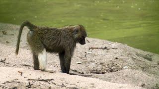 Olive Baboon with White leg 