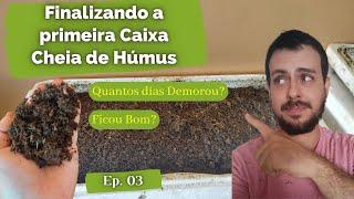 Finalizamos a primeira caixa, cheia de Húmus. Californianas trabalharam bem. Adubo Orgânico #03