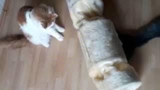 Petfun Katzen Spieltunnel