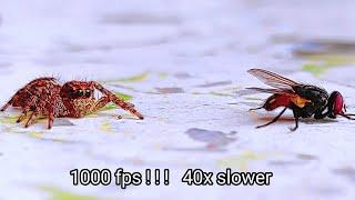 Jumping Spider vs. Fly: Epic Slow-Motion Showdown ||Jumping spider catching fly