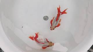 Goldfish -Rokurin Jikin  锦绣家的鱼