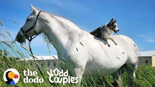 Dog Can't Stop Smiling When He's Riding His Favorite Horse | The Dodo Odd Couples