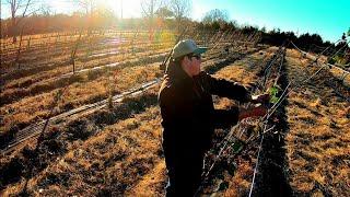 Day In The Life Of A Blackberry Farmer!