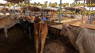 Malir Mandi Eid Day updates | Mandi Ki Bad Tareen Position | Karachi Maweshi Mandi 2024