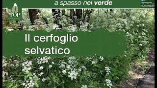 A spasso nel verde | Cerfoglio