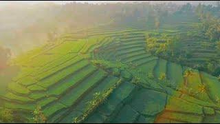 Agriculture In Indonesia Today - KEMENTAN MOVEMENT