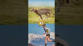 Mengejutkan! Balap Cheetah vs Manusia #faktahewan #faktaunik #shorts