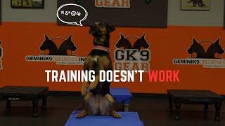 The Importance of Step-by-Step Training for Dogs