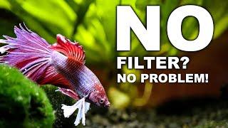 No Filter Betta Fish Tank: EXPLAINED