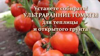 Ultra-early varieties and hybrids of tomatoes for greenhouses. The most productive tall tomatoes