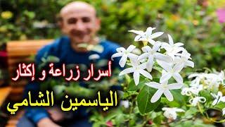 الياسمين الشامي من زراعة و رعاية و إكثار