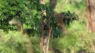 Baby baboons playing in a dead tree | andBeyond Lake Manyara | WILDwatch