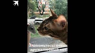 Очень дружелюбный кот Зефир