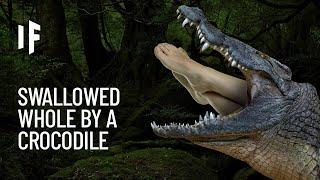 What If You Were Swallowed by a Crocodile?