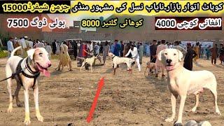 Aj bhot khatarnak dogs aye thy | Special dogs market | Pk Animals vlog