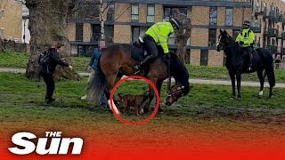 Shocking moment American Bulldog bites police horse multiple times in Victoria Park