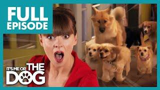 Victoria Shocked by Chaotic 8 Dog Household | Full Episode USA | It's Me or The Dog