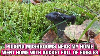 PICKING MUSHROOMS IN MY NEIGHBOR’S FOREST||A BUCKET FULL OF MUSHROOMS ||MUSHROOM PICKING IN FINLAND