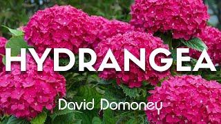 David Domoney: Most Googled Questions About Hydrangea