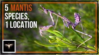 5 Mantis Species, 1 Location