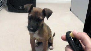 Puppy's first clicker training lesson