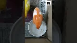 My Orange chick  loves to drink water! - Part 1 | #ark | #shorts | #chick | #orange