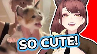 Burp Your Kitty | Saeko Reacts To Daily Dose Of Internet