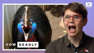 5 Reasons Cassowaries Are The WORLD'S Most FEARSOME Birds