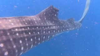 Swimming with Whale Sharks