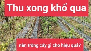 Trồng cây luân canh sau khi trồng cây khổ qua.