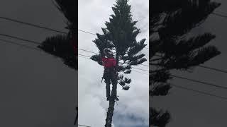 How to trim tall tree #shorts