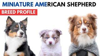 Miniature American Shepherd Dog Breed Profile | Mini Aussie History Price and Behaviour with Kids.