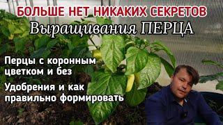 ПЕРЕЦ - с коронным цветком и без, ЕСТЬ ЛИ РАЗНИЦА? Правила формирования и основные удобрения