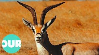 The Antelopes That Inhabit The Great Hunting Grounds Of Africa | Our World