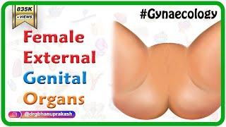 Female External Genital Organs (Hindi) : mons pubis, labia majora and minora, clitoris  : OBG