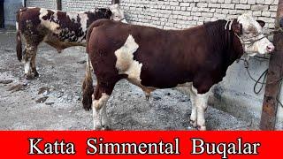 KATTA TOZZA SIMMENTAL BUQALAR SOTILADI. ️91-105-13-55 Dastafka hizmati Kelishiladi. 