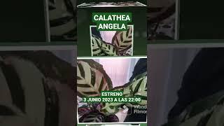 CALATHEA ANGELA Estreno video dia 3 junio 2023 a las 22:00, no te lo pierdas 