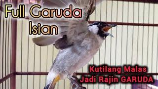 KUTILANG GARUDA Full Isian 100% Ampuh untuk Pancingan & Masteran Kutilang Malas CEPAT NGGARUDA