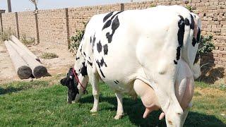 Australian Friesian chulstani cross cow for sale 12/06/2024