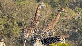 mating season | beautiful wildlife scenery | giraffes, zebras, impalas