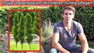 Thuja / Lebensbaum / Koniferen richtig pflegen – Anleitung / Gießen – Düngen – Standort – Schneiden