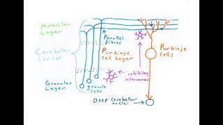 The Cerebellum