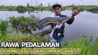 MENGEJUTKAN..!! IKAN GABUS BESAR MENYAMBAR UMPAN MANCING TOMAN