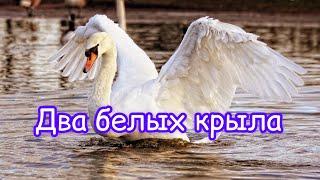 Два белых крыла ️очень красивый псалом  christian song️ two white wings.