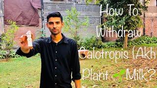 How To Withdraw Milk Of Calotropis Plant | Akh Ka Dhoodh Kasay Nikalty hain