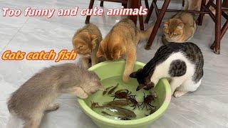 I took the kitten to catch fish.Homemade food for the cat.Cat catching fish.Funny and cute animal