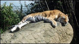 Indian Tiger (Panthera tigris tigris)
