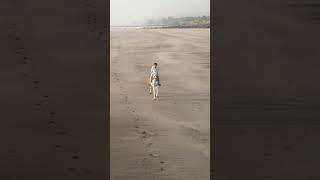 Horse Rider on beach #horse #shorts #attitude