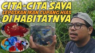 INI TEMPAT YANG AMAN UNTUK IKAN CUPANG DI ALAM