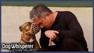 Abused Pit Bull Is Always On Red Alert | S4 Ep 19 | Dog Whisperer With Cesar Millan